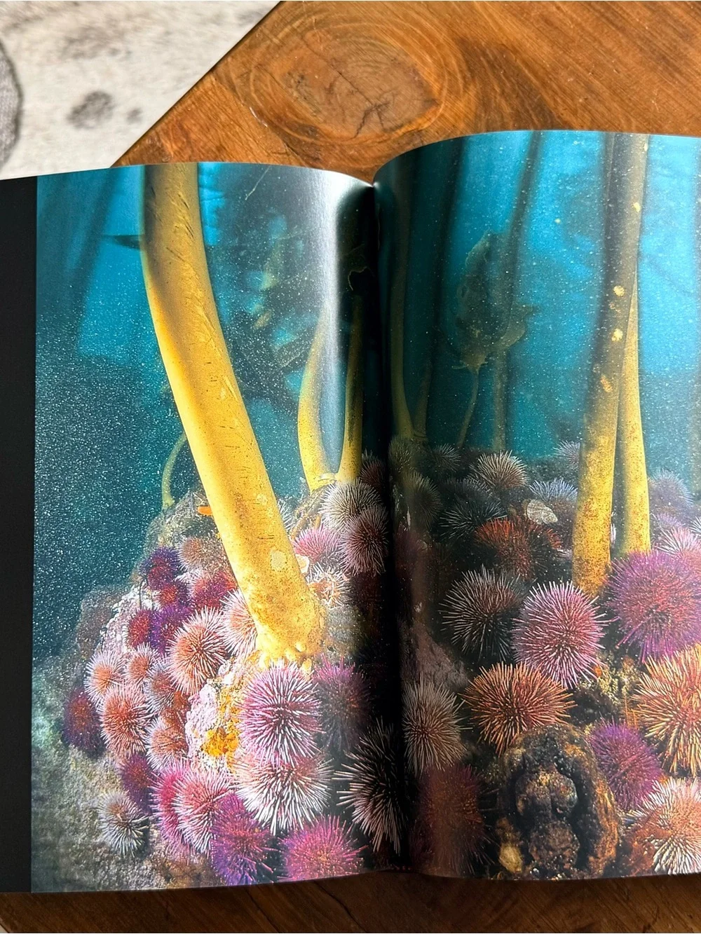 National Geographic Hardcover Coffee Table Book - Blue, Tan, White